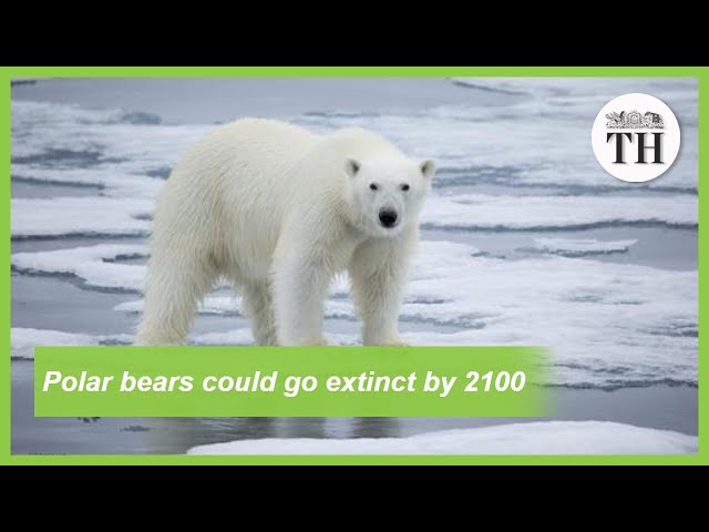 Polar bears could go extinct by 2100