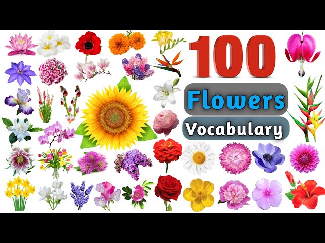 Flowers Vocabulary In English ll 100 Flowers Name In English With Pictures