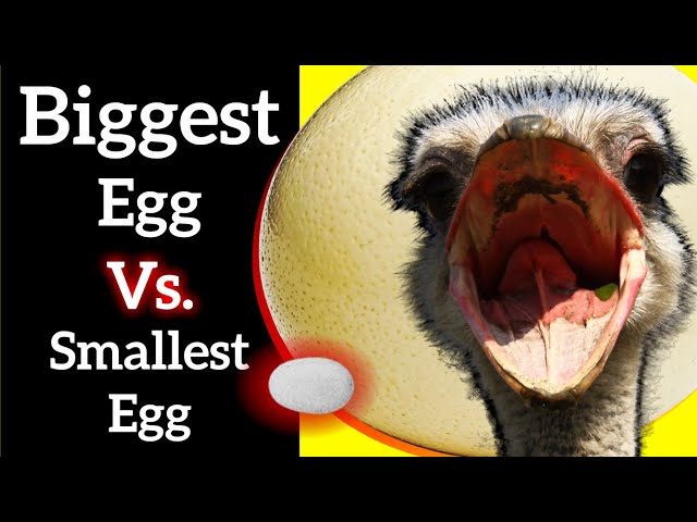 Biggest Egg Versus Smallest Egg