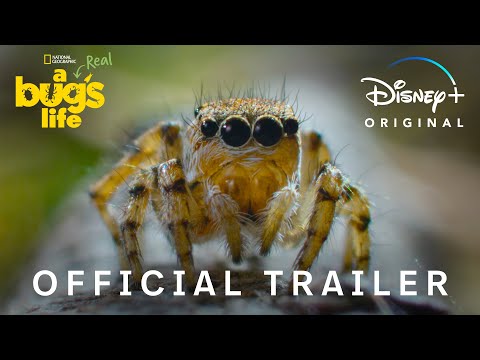 A Real Bug's Life | National Geographic
