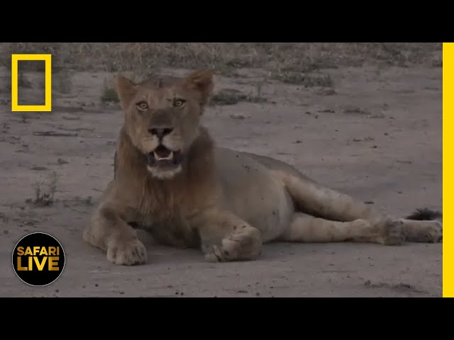 Safari Live - Day 340 | National Geographic