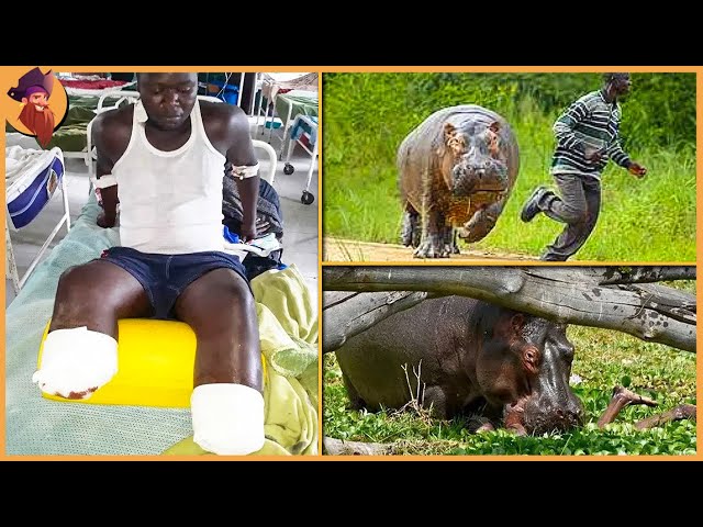 12 Times Hippos Attacked Their Enemies!