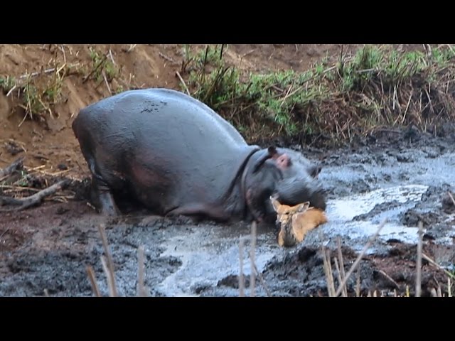 Angry Hippo Crushes Antelope