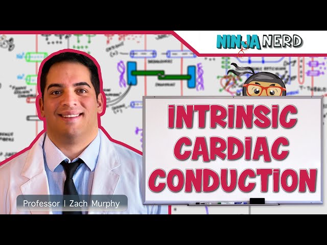 Cardiovascular | Electrophysiology | Intrinsic Cardiac Conduction System