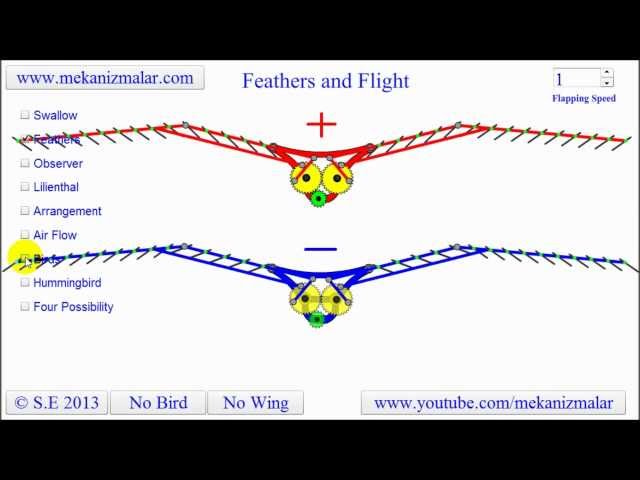 Feather Flight - How do birds fly?
