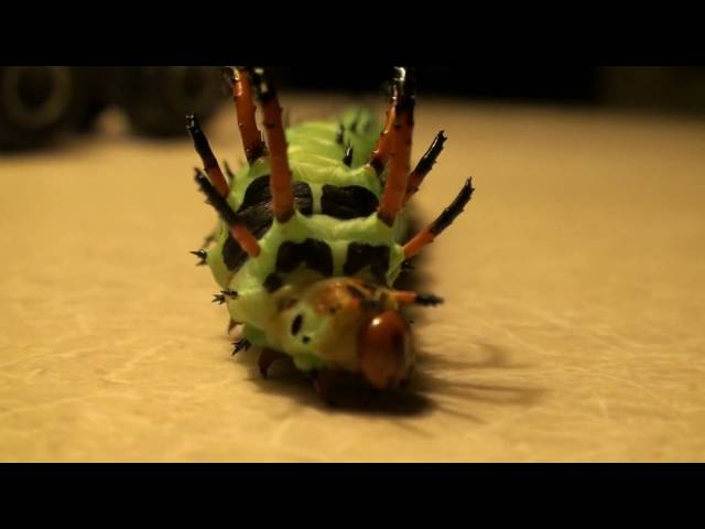 Hickory Horned Devil North America's largest caterpillar!!!