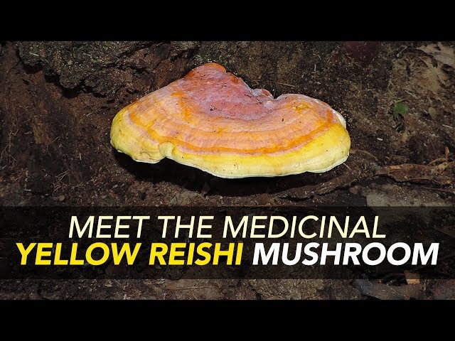 Meet The Medicinal Yellow Reishi Mushroom