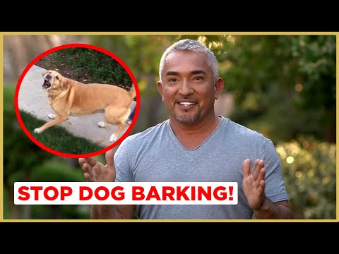 How to Stop Dog Barking! (Cesar911 Shorts)