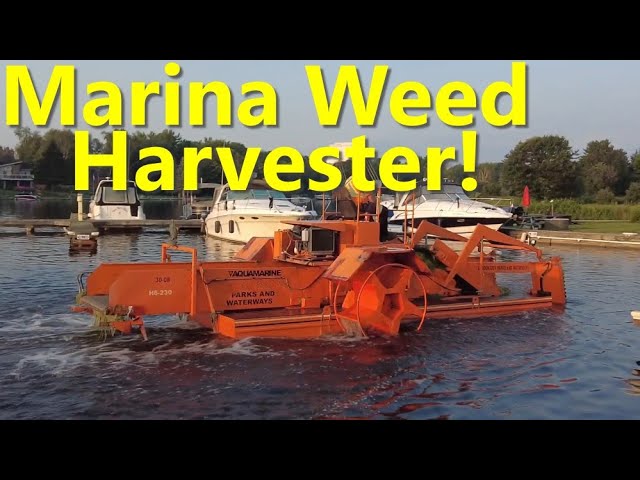 Big Machines Removing Seaweed at The Marina