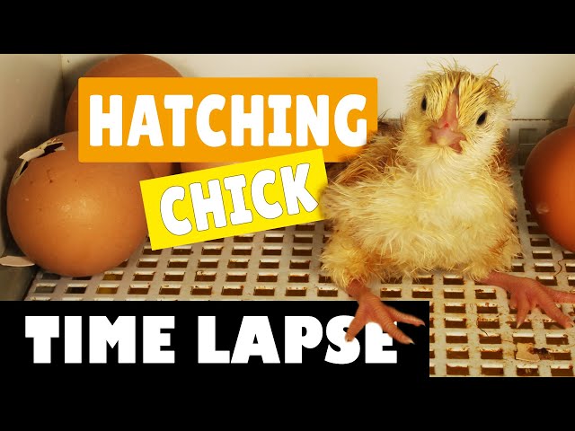 Hatching Eggs - Chicks / Chickens - Time lapse Video