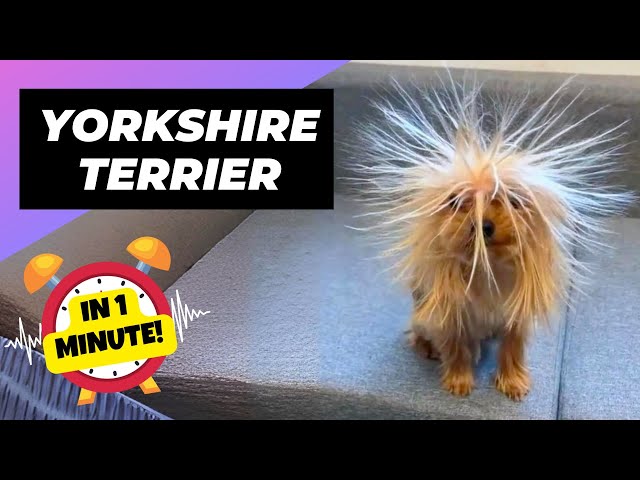 Yorkshire Terrier 🚀 Tiny Dynamos! | 1 Minute Animals