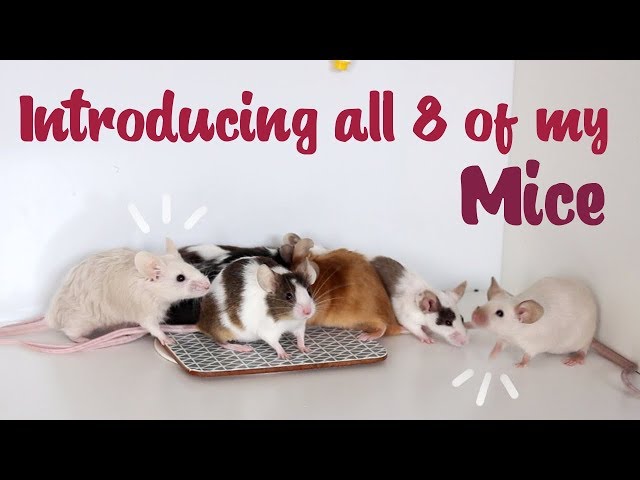 CAN ALL 8 OF MY MICE BE FRIENDS?