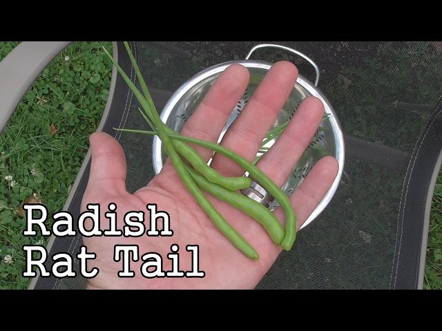 Radish Rat Tail Plants: Fast Growing Edible Seed Pods Grown in the Garden