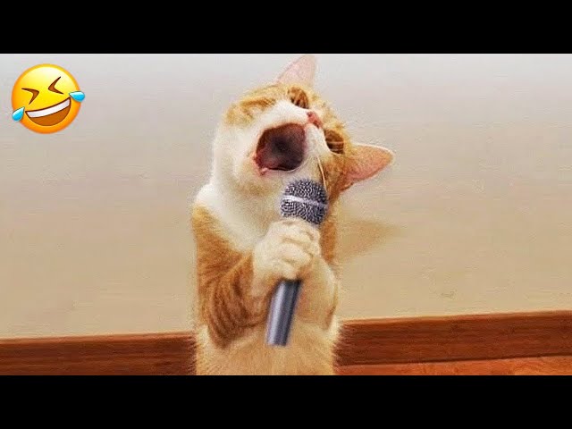 Funniest Animals 🤣 New Funny Cats and Dogs Videos 😻🐶 Part 4