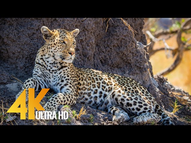 4K Wildlife in Africa - Leopards & Cheetahs - Big Cats of Africa 3,5 HOUR Video
