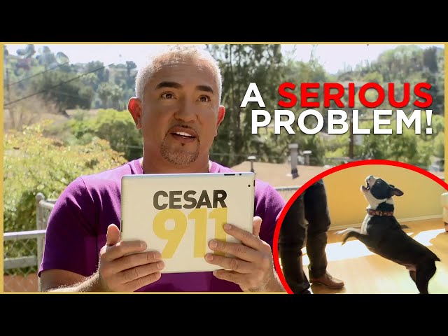 Cesar Faces a HYPERACTIVE dog (Cesar 911 Shorts)