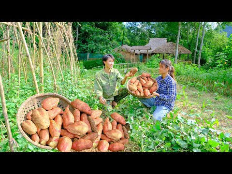Ep 53: Harvest giant sweet potatoes on the farm, make cakes from sweet potatoes - Building Free Life