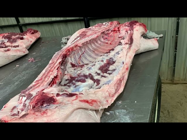 Old Fashioned Appalachian Hog Killing