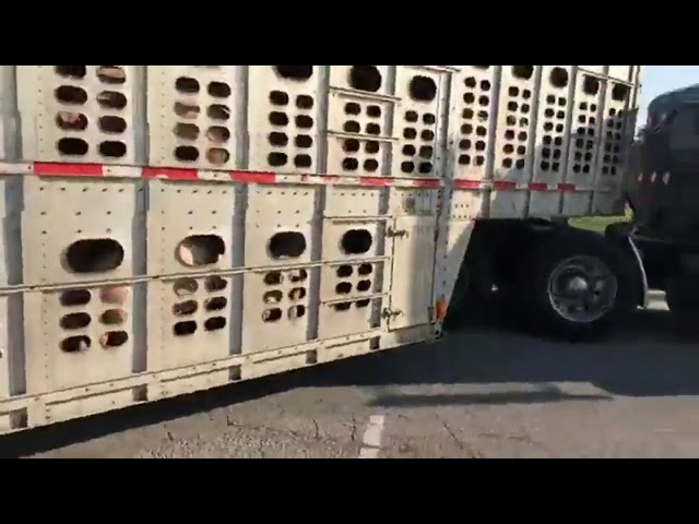 Don't Mess With Livestock Trucker