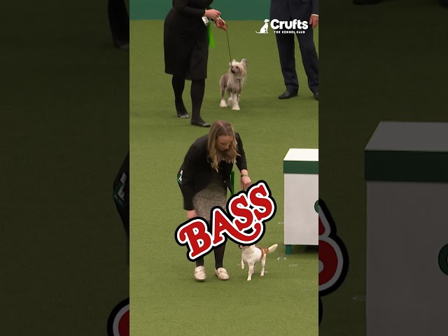 ROCK ON 🤘 Crufts 2024 now on sale!
