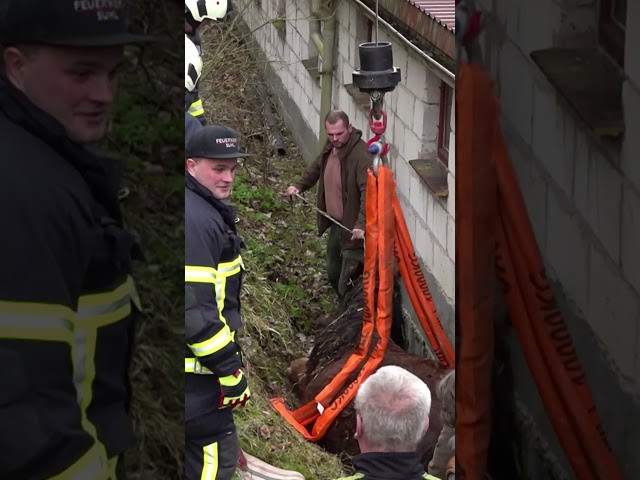 Pferd stürzt 12 Meter in Abgrund – Feuerwehr muss es mit Kran retten