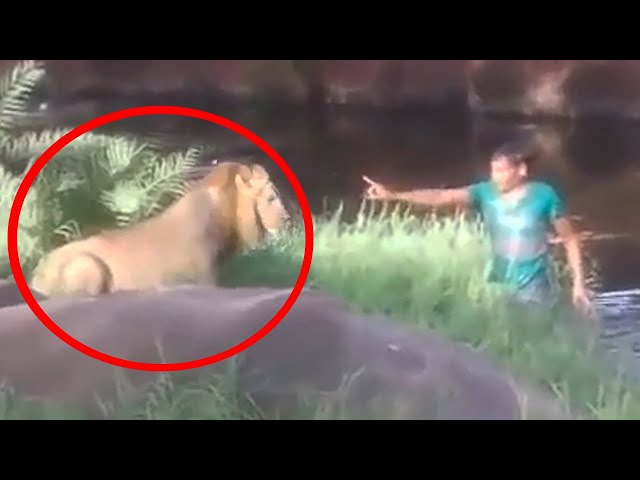 6 Lion Encounters That Will Give You Chills (Part 5)