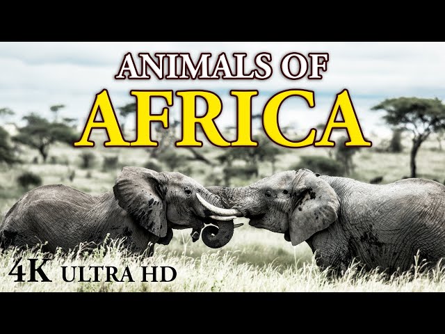 Animals of Africa - Free 4K Documentary | Scenic Relaxation Film