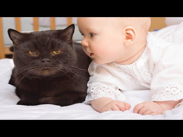 What Happens When Babies Talk To Cats?