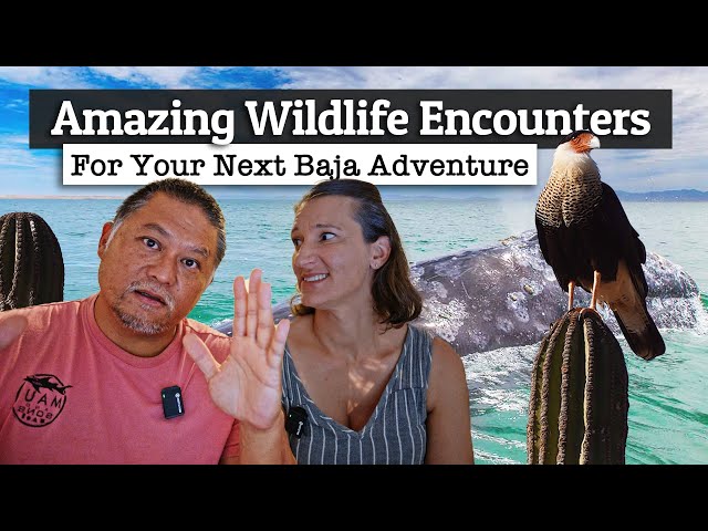 Amazing Baja Wildlife Encounters You Need To Experience