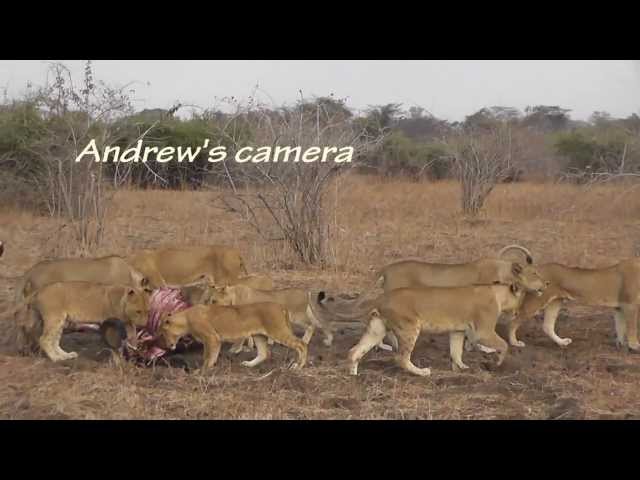 Cubs killed by dominant lioness