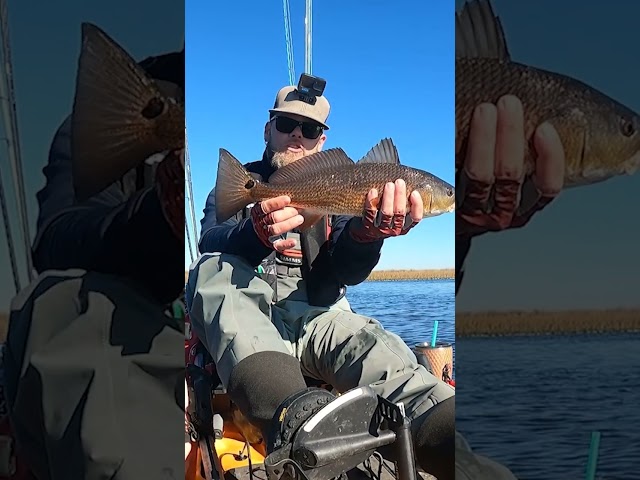 This Fish Comes Out Of Nowhere To CRUSH My Paddletail Lure!