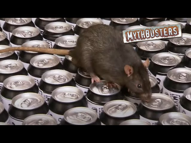Deadly Rat Pee Soda | MythBusters