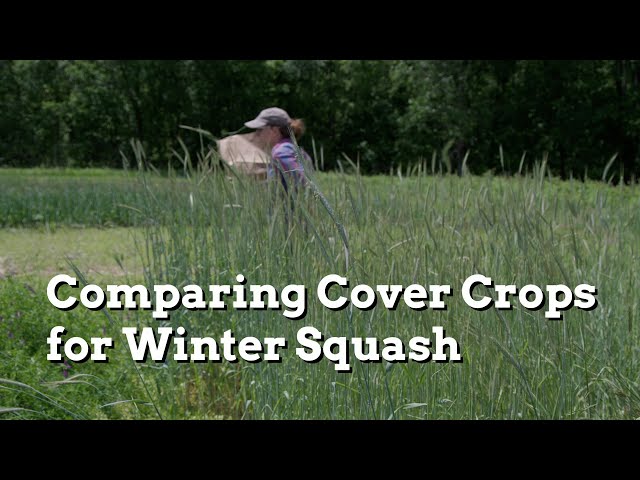 Farmer-led Research: Comparing Cover Crops for Winter Squash