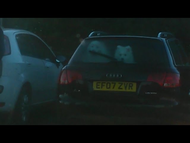 Rare Samoyeds in the back of travellers car