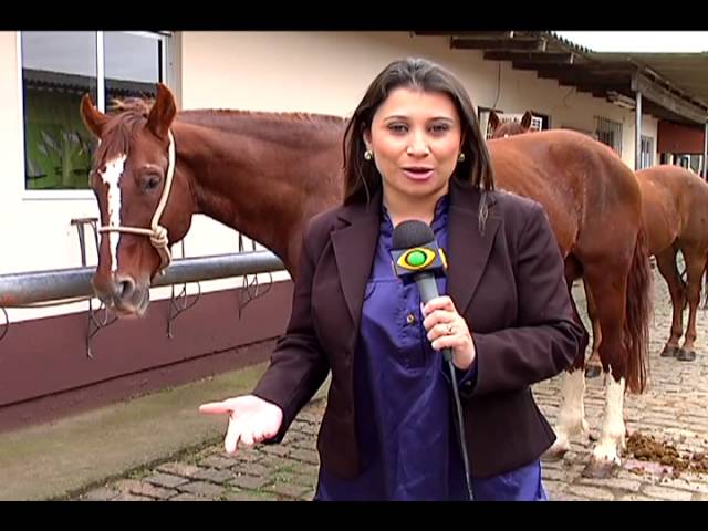 Florianópolis - Doação Cavalos