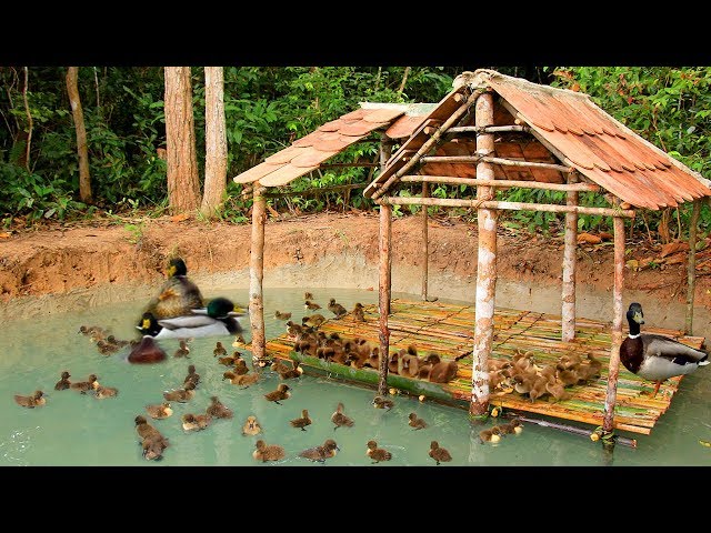 Building Swimming Pool For Baby Ducks And Build Hut For Baby Ducks Staying