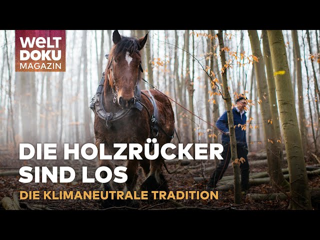 MIT DER KRAFT DER NATUR: Traditionelles Holzrücken mit Pferden | WELT Doku Magazin