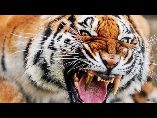 part 1    हमला करता हुआ खतरनाक बाघ(Tiger) #tiger #tigerking