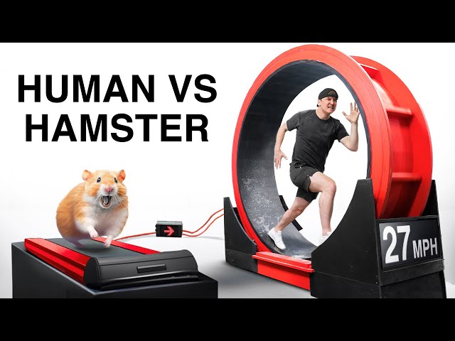 Beat The Hamster, Win $10,000