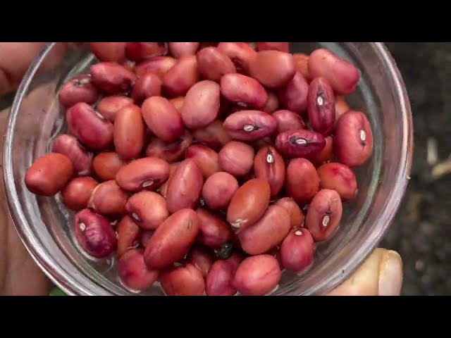 Jamaican Round Red Beans 🫘this is what my dad said I should do. How to grow and harvest the beans 🫘