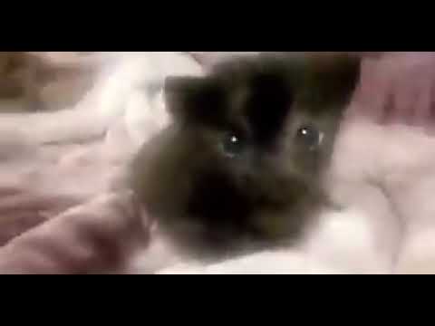 Scrunkly cat videos