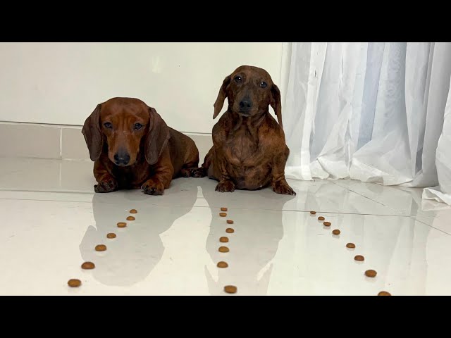 Mini dachshund eating competition