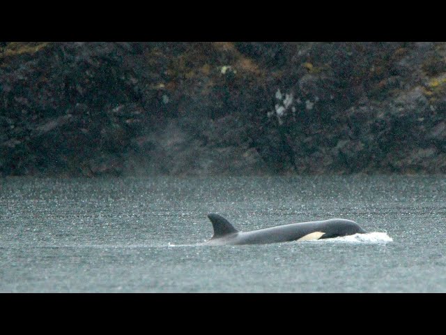 The baby orca trapped in B.C. is running out of time