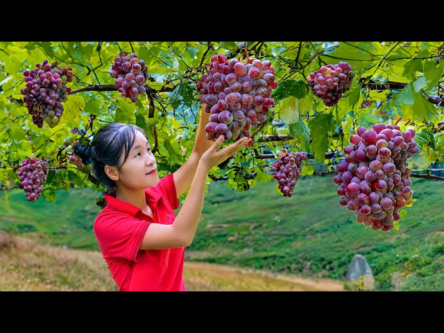 Harvesting FRUIT OF UNITY and sell | Ella TV