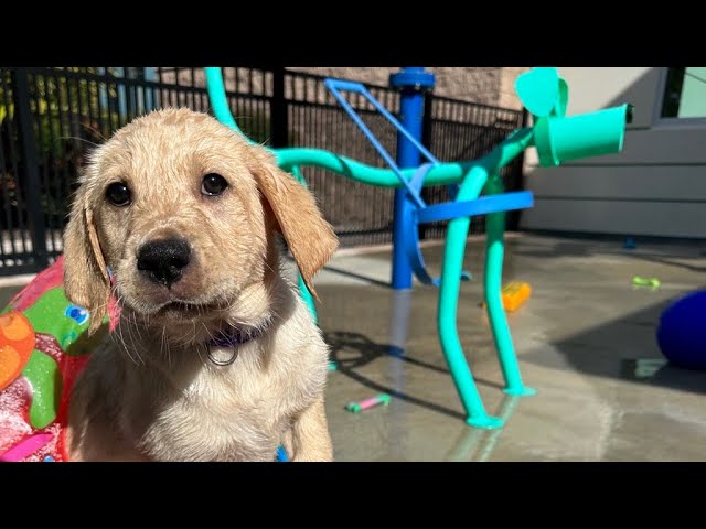 Staying Cool at the Splash Pad | Southeastern Guide Dogs