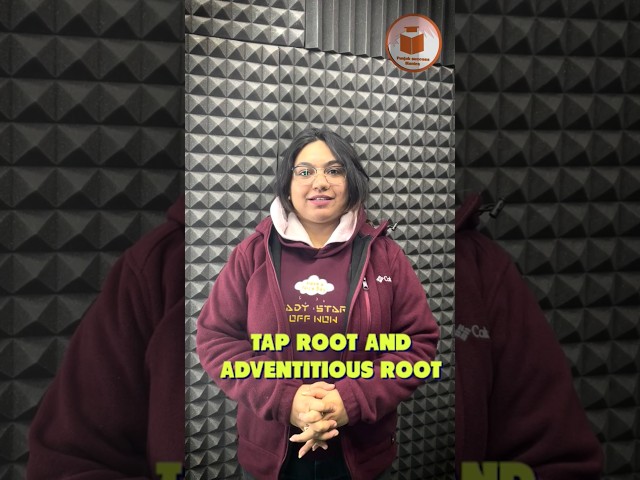 Tap root and adventitious root For more details contact on 7814622609 or 8360044357