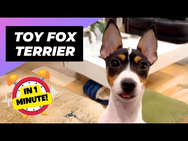 Toy Fox Terriers 😍 Irresistible Puppy Eyes! | 1 Minute Animals