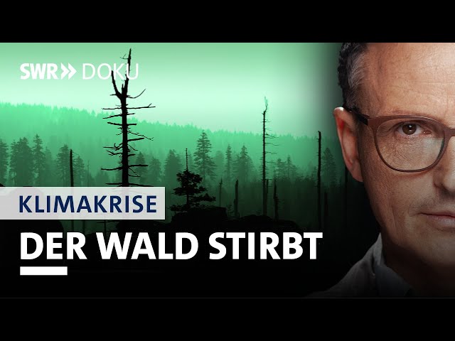Das Baumsterben – Der Wald von morgen | Axel Wagner und die Klimakrise (4/5) | SWR Doku