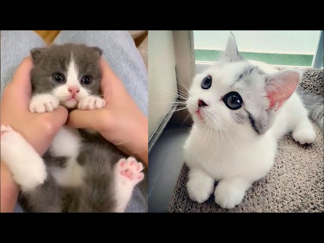 Baby Cats - Funny and Cute Baby Cat Videos Compilation (2019)