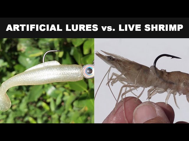 Live Shrimp vs Soft Plastic Lures (FLORIDA KEYS EDITION)
